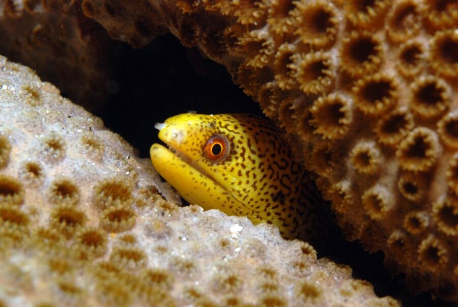Santa Maria: Half-Day Diving Trip in Sal with Pickup - Santa Maria mornings begin early