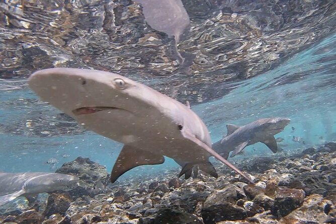 Santa Maria, Sal: All inclusive Salt Lake, Blue Eye and Shark Bay - Miragem and Sal’s desert illusions