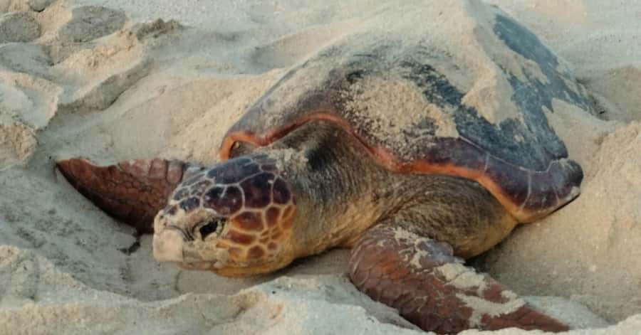 Santa Maria: Sal Island Sea Turtle Watching Experience - Key points before you book