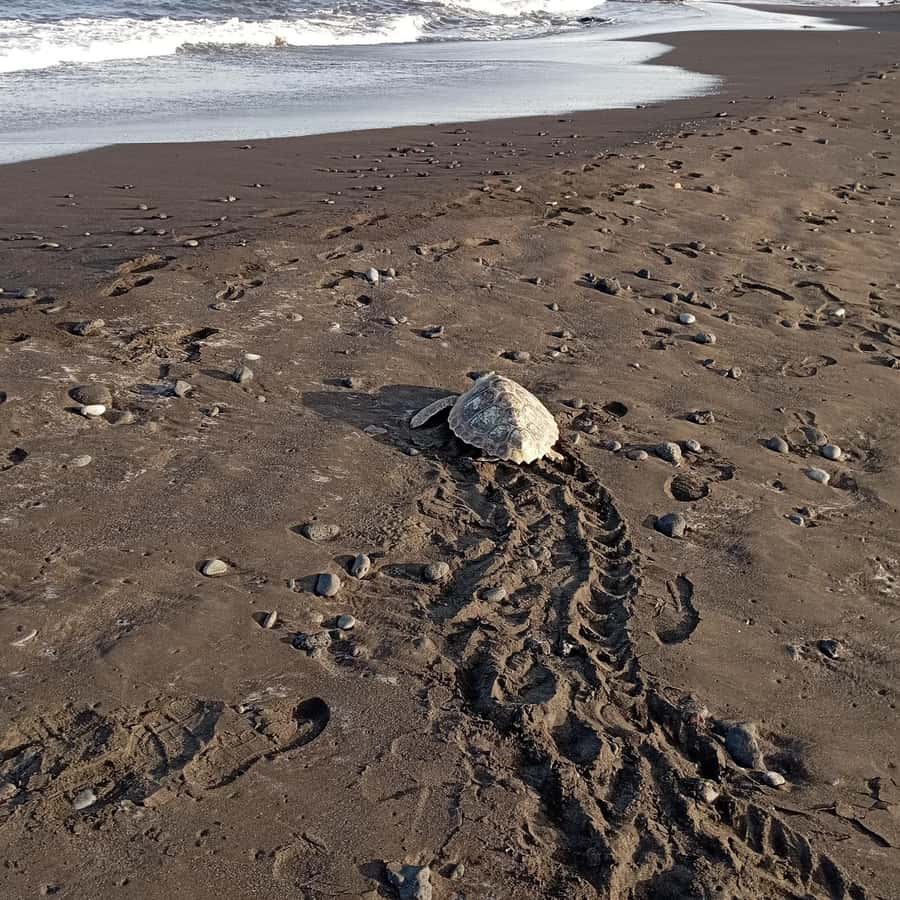Santa Maria: Sal Island Sea Turtle Watching Experience - Why Sal is a special place for turtle watching