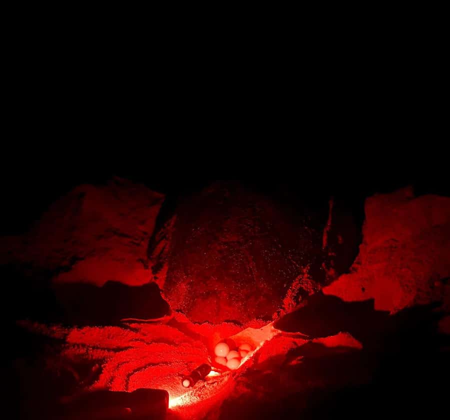 Santa Maria: Sal Island Sea Turtle Watching Experience - The first 45 minutes in Santa Maria