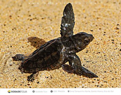 Sal Island Sea Turtle Watching Experience