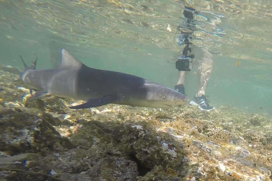 Santa Maria: Salt Mine, Natural Pool, and Shark Bay Tour - Palmeira and the taste of everyday Cape Verde