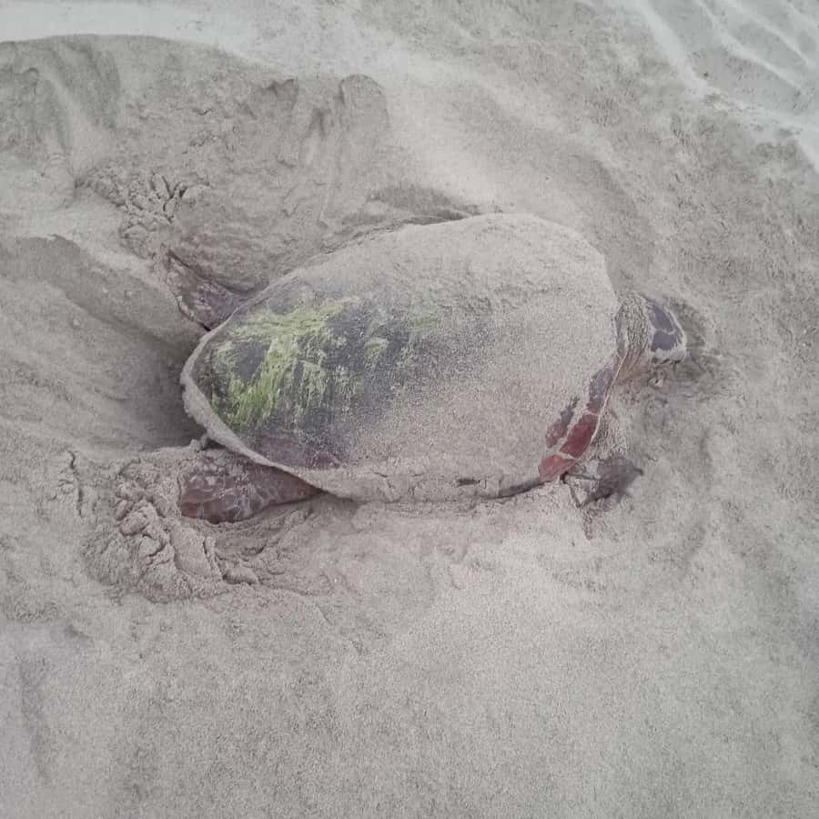 Santa Maria: Sea Turtle Watching Experience on Sal Island - Key points to know before booking
