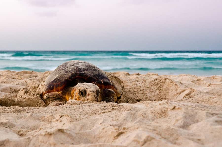 Santa Maria: Sea Turtle Watching Experience on Sal Island - Why sea turtle watching is special on Sal