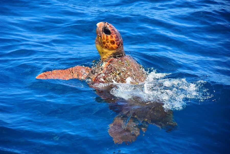 Santa Maria: Sea Turtle Watching Experience on Sal Island - Walking across the sand to the viewing area