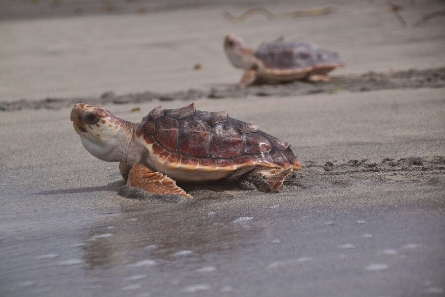 Santa Maria: Sea Turtle Watching Experience on Sal Island - Seeing a turtle choose her nesting place