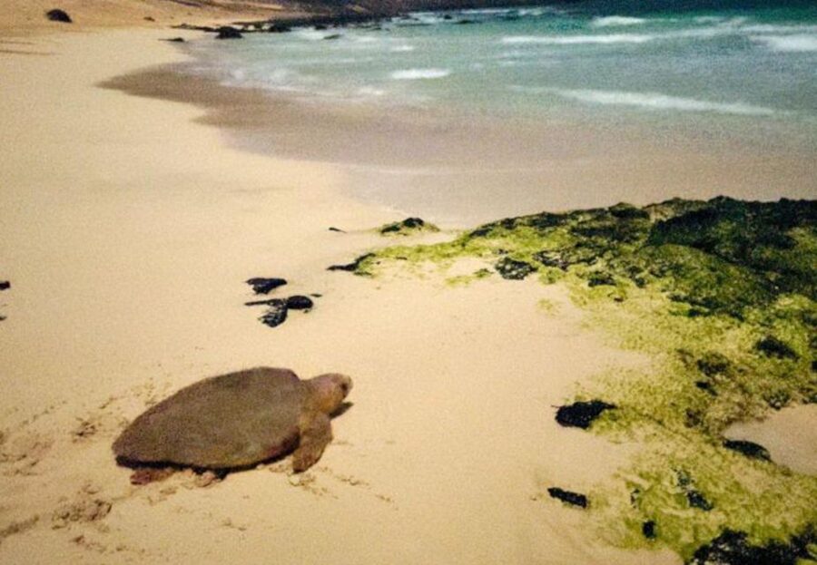 Santa Maria: Sea Turtle Watching Experience on Sal Island - Baby turtles are possible, but not promised