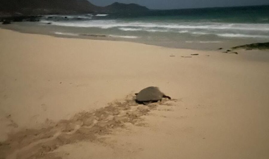 Santa Maria: Sea Turtle Watching Experience on Sal Island - Is $41 a fair price?