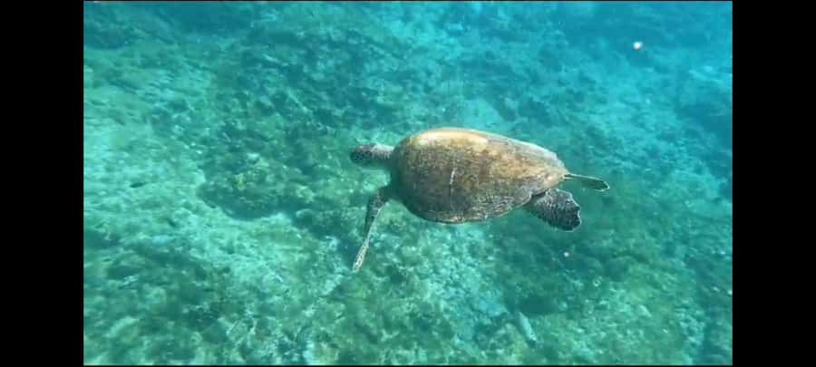 Santa Maria: Snorkeling Boat Tour - Key points at a glance