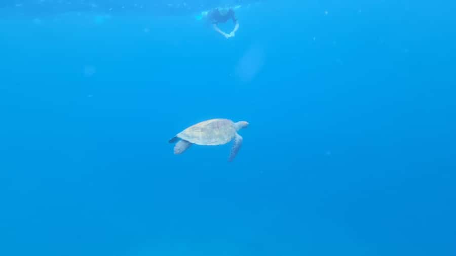 Santa Maria: Snorkeling Boat Tour - The Caldeirinha shipwreck and reef