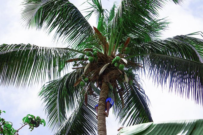 Santiago Island: Banana Plantation, Natural Park & Workshop with a local family - Why this four-hour Santiago outing works