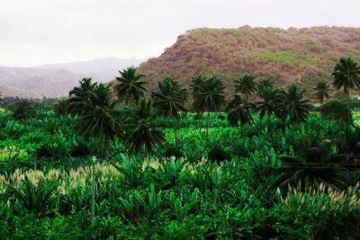 Banana Plantation, Natural Park & Workshop with a local family
