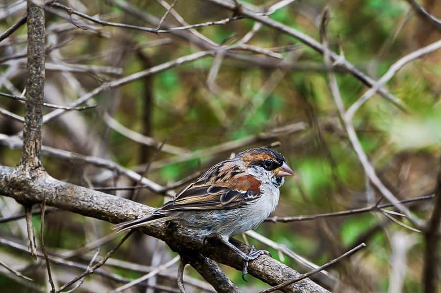Santiago: Monte Tchota Natural Park to Pico d'Antónia Hike - Who should book this Santiago hike?