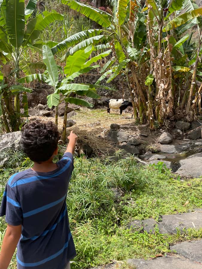 Santo Antão Highlights: Day Trip by Car with Ferry from SV - Five things to know before you book