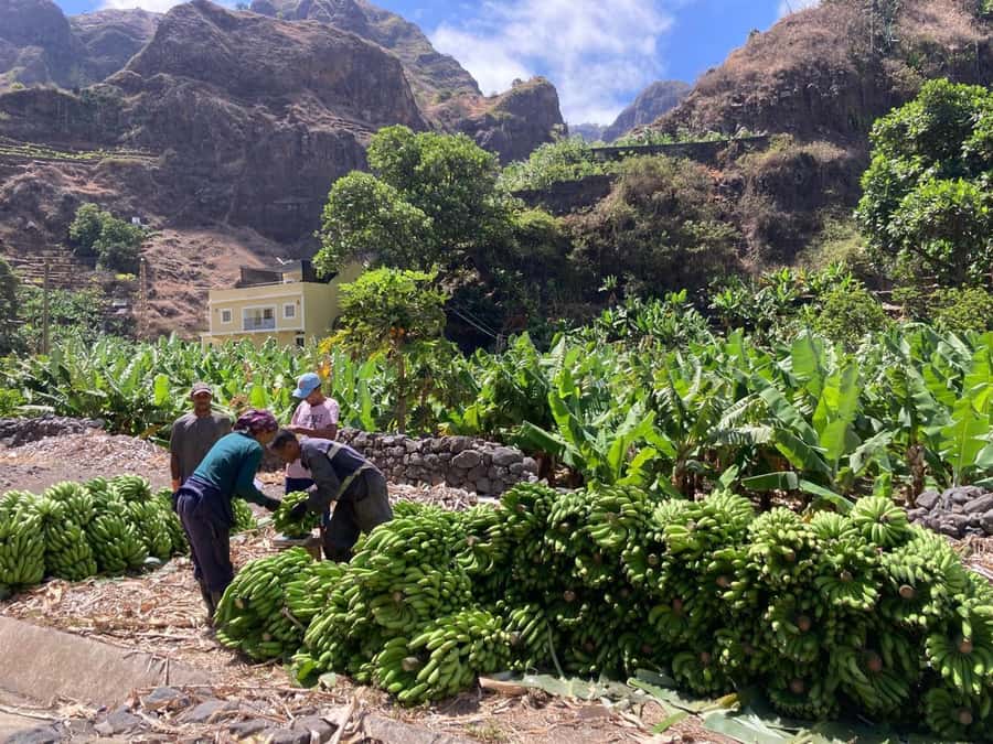Santo Antão Highlights: Day Trip by Car with Ferry from SV - Porto Novo and the climb into volcanic country