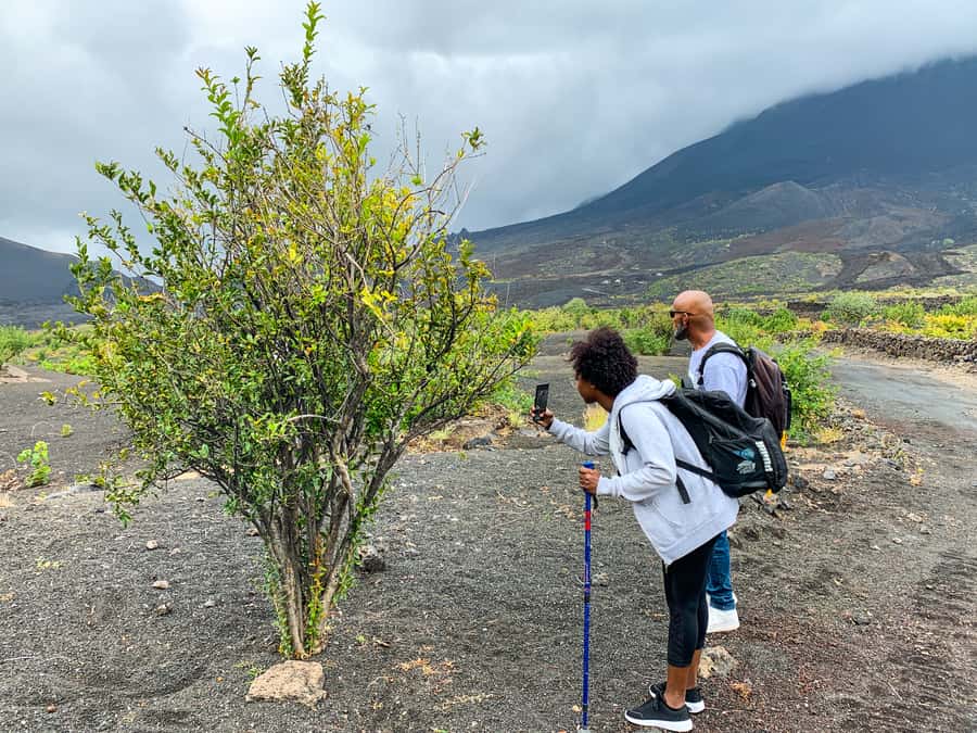 São Filipe: Fogo Volcano with Wine and Cheese Tasting - Who should book this experience?