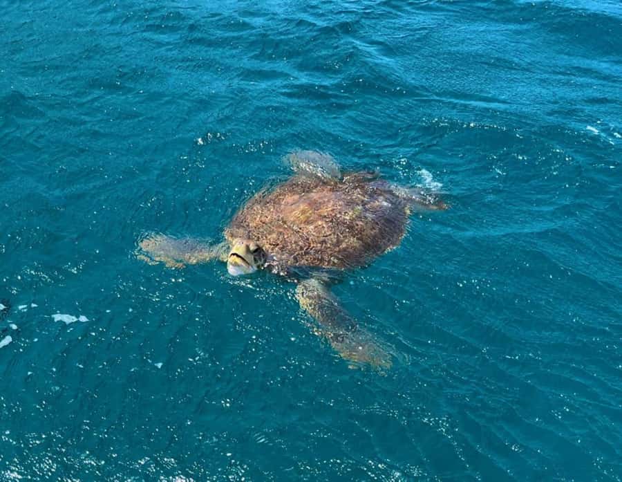 São Vicente: Snorkel with Sea Turtles Adventure - Why São Pedro makes a good turtle stop