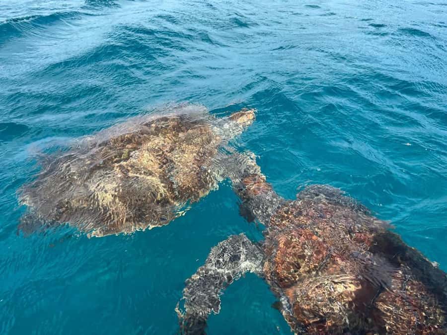 São Vicente: Snorkel with Sea Turtles Adventure - A short safety briefing before the boat ride
