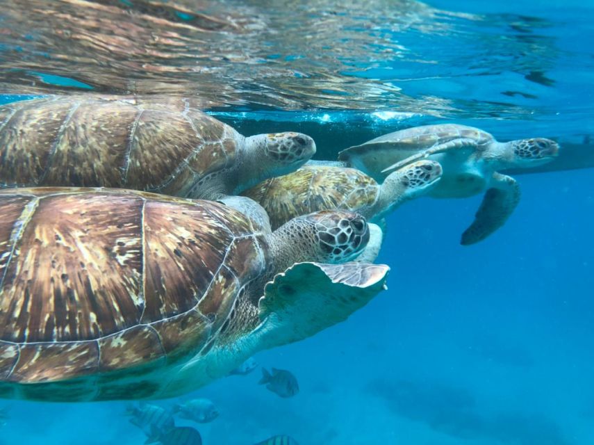 São Vicente: Snorkel with Sea Turtles Adventure - The boat ride to the designated bay