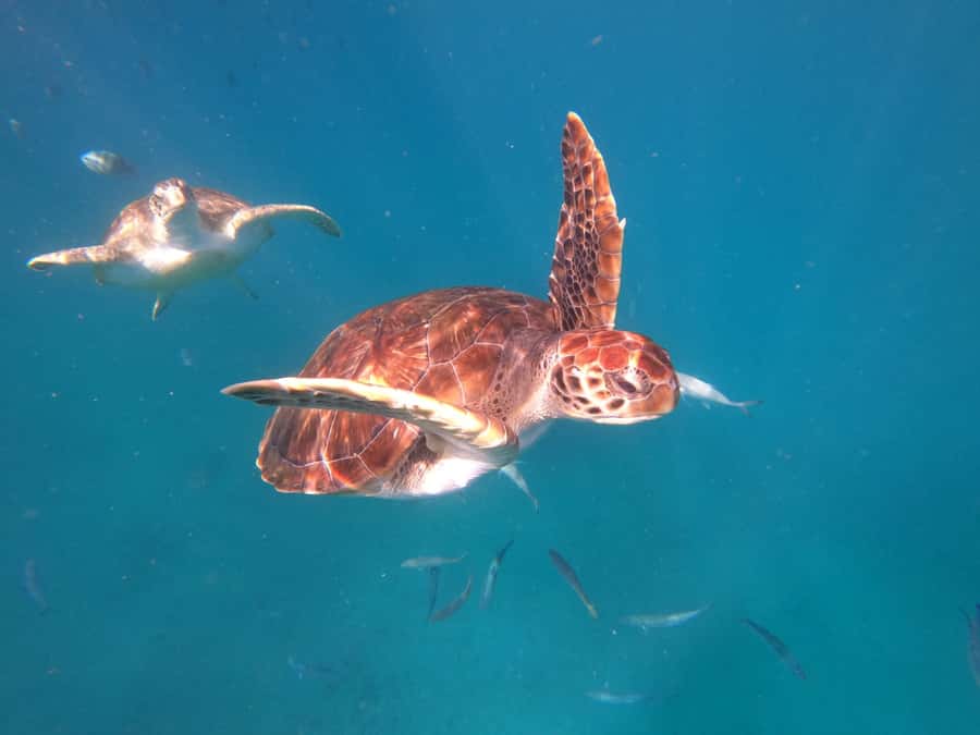 São Vicente: Snorkeling with Turtles Breathtaking Experience - Key points before you book