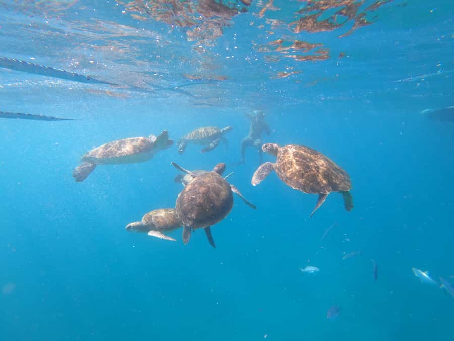 São Vicente: Snorkeling with Turtles Breathtaking Experience - Final decision: book it for the turtles, check the details first