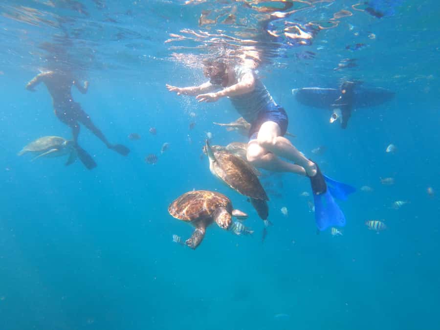 São Vicente: Snorkeling with Turtles Breathtaking Experience - From your hotel to São Pedro’s shore