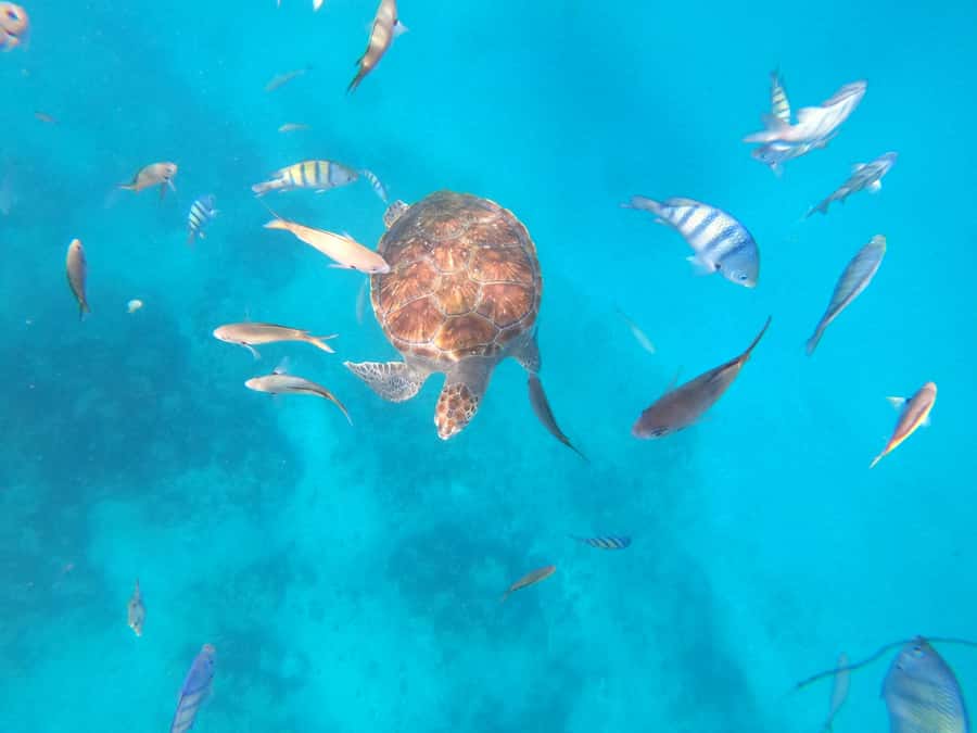 São Vicente: Snorkeling with Turtles Breathtaking Experience - A short ride on a local fishermen’s boat