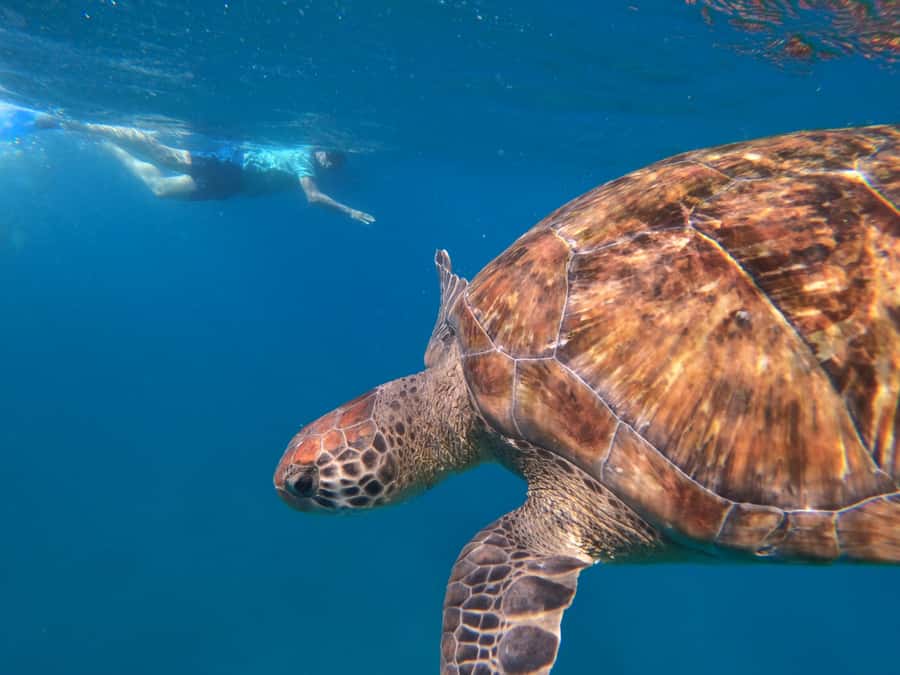 São Vicente: Snorkeling with Turtles Breathtaking Experience - The community story behind the encounter