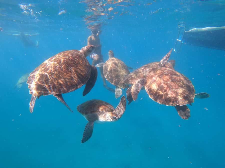 São Vicente: Snorkeling with Turtles Breathtaking Experience - What $88 buys you