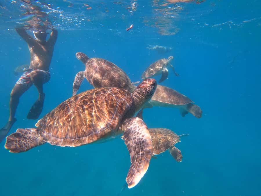 São Vicente: Snorkeling with Turtles Breathtaking Experience - What to pack and how to plan the day