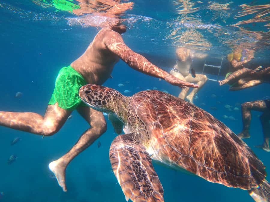 São Vicente: Snorkeling with Turtles Breathtaking Experience - The safety briefing and equipment check