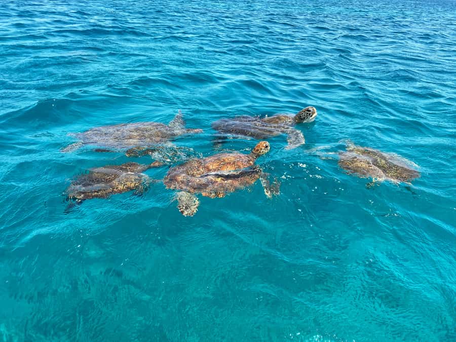 São Vicente: Swimming and Snorkeling Tour with Sea Turtles - Key points to know before you book