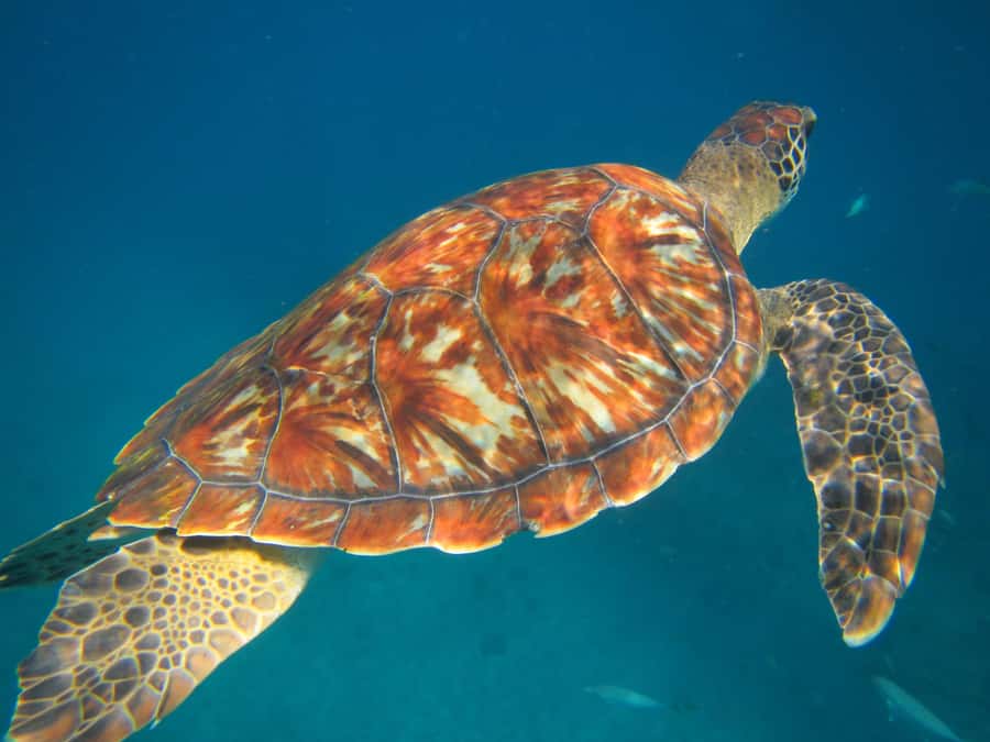 São Vicente: Swimming and Snorkeling Tour with Sea Turtles - Why São Pedro is the right starting point