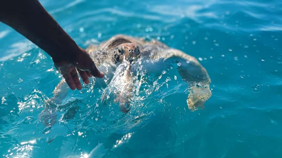 São Vicente: Swimming and Snorkeling Tour with Sea Turtles - Safety briefing, fins, and the first jump