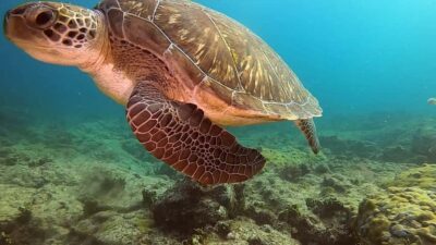 Short Snorkeling Trip