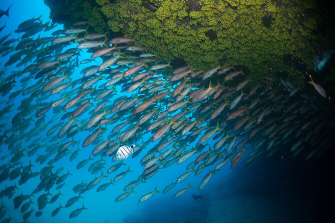 Snorkeling Experience in Santa Maria Bay by boat - Sea Turtles, Fish, and the Wildlife Question