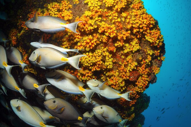 Snorkeling Experience in Santa Maria Bay by boat - Why the Small Zodiac Boat Matters