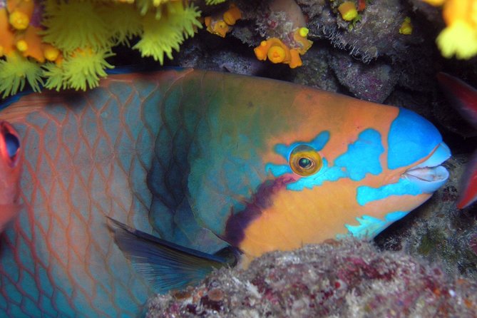 Snorkeling Tour - Quick points about Sal’s Santa Maria snorkeling trip