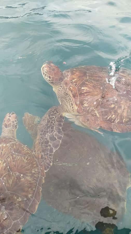 Snorkeling with Turtles - Key Points To Know Before You Go