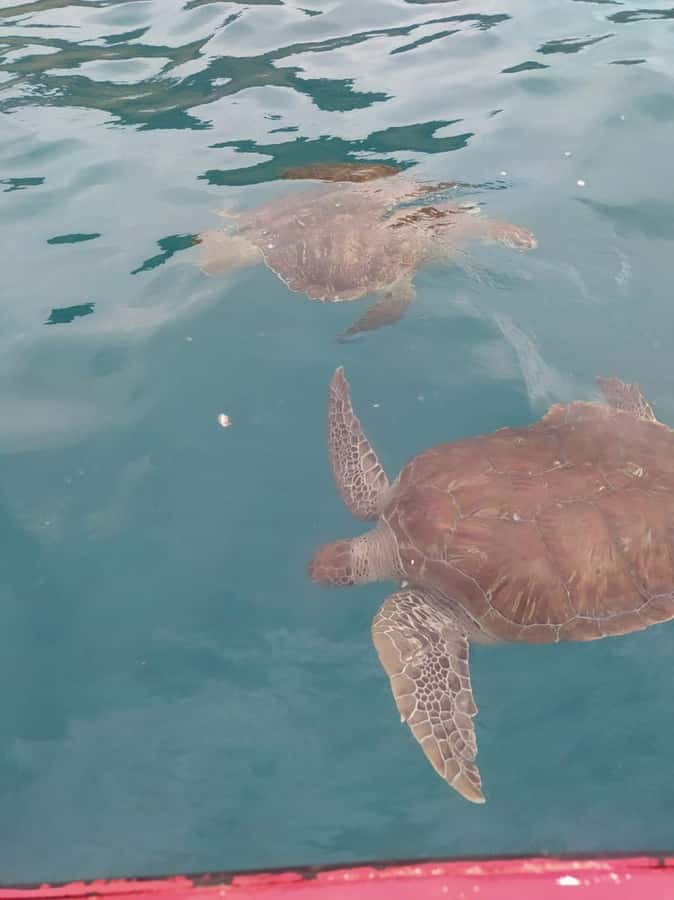 Snorkeling with Turtles - The Human Side of Zion Tours Cabo Verde