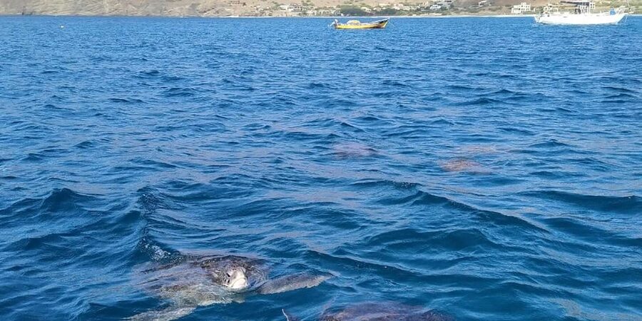 Snorkeling with turtles at Sao Pedro's Beach - Reaching São Pedro from your hotel