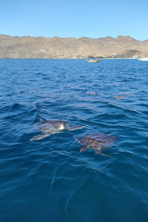 Snorkeling with turtles at Sao Pedro's Beach - Watching turtles in clear water