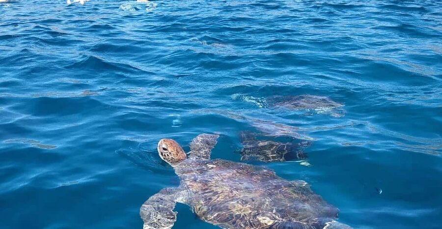 Snorkeling with turtles at Sao Pedro's Beach - The boat ride to São Pedro’s turtle waters