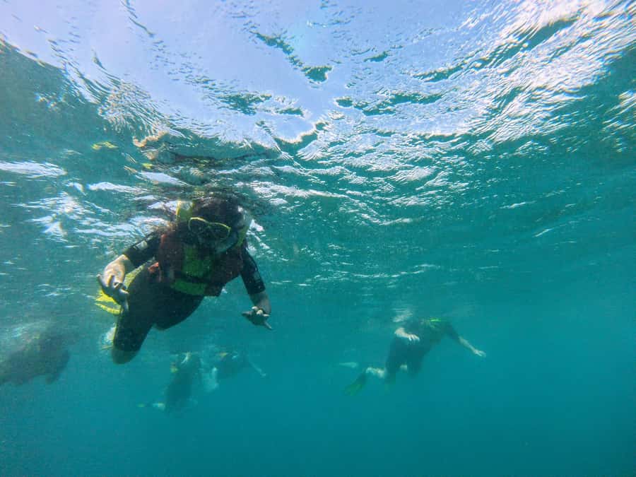 Snorkelling trip with certificate local guide - How the guides handle beginners and nervous swimmers