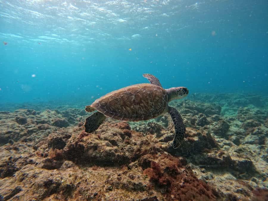 Snorkelling trip with certificate local guide - Photos, videos, and the value of $50