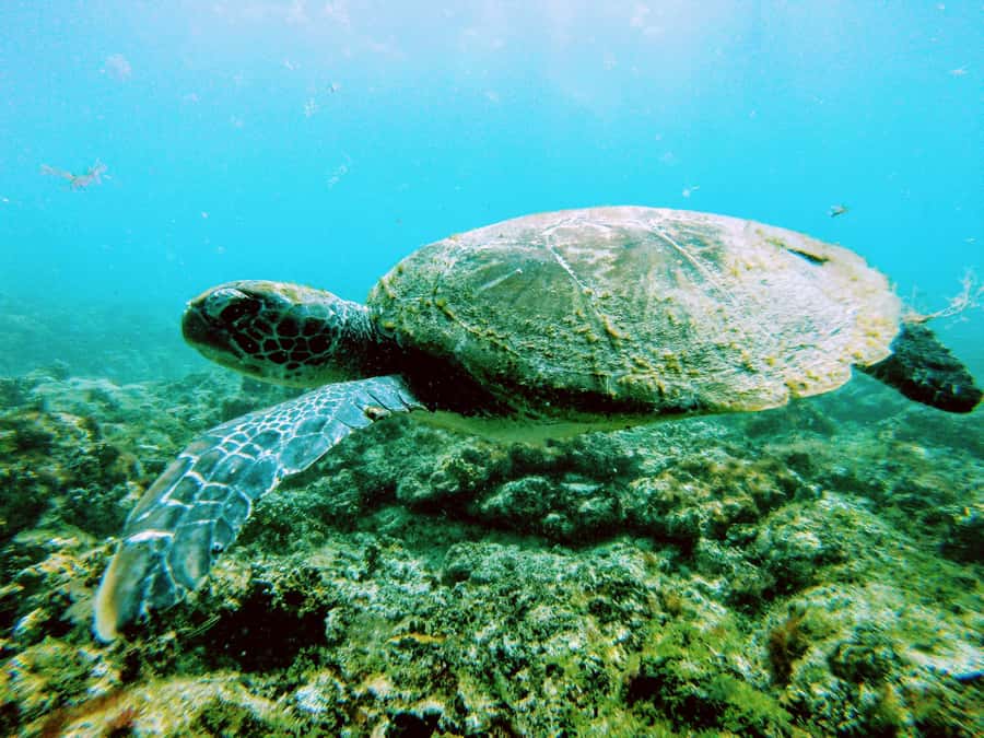 Snorkelling trip with certificate local guide - Should you book the Sal snorkelling trip?