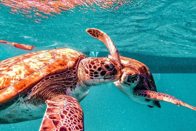 Spectacular experience with sea turtles - Swimming near sea turtles in São Pedro Bay