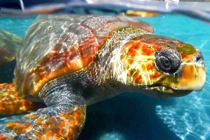 Turtle Experience in Sal island - Key points at a glance