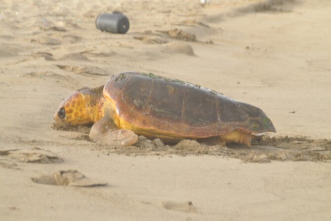 Turtle Experience in Sal island - Why this nighttime turtle trip matters